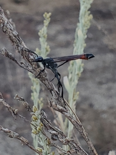 iNaturalist observation photo of Thread-waisted Sand Wasps