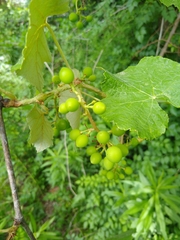 Vitis cinerea