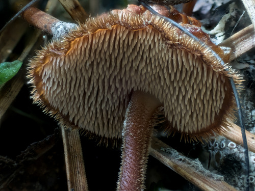 Earpick Fungus