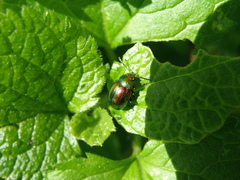 Chrysolina fastuosa