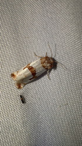 Snakeweed Flower Moth photo 4