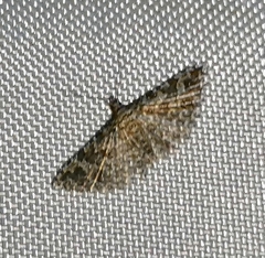Alucitidae