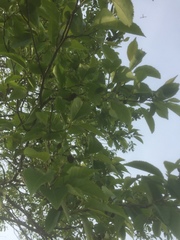 Alnus × spaethii