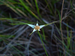 Rhynchospora nervosa