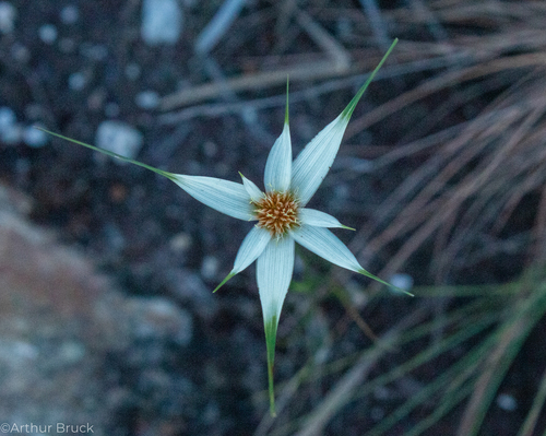 Rhynchospora nervosa, photograph 1