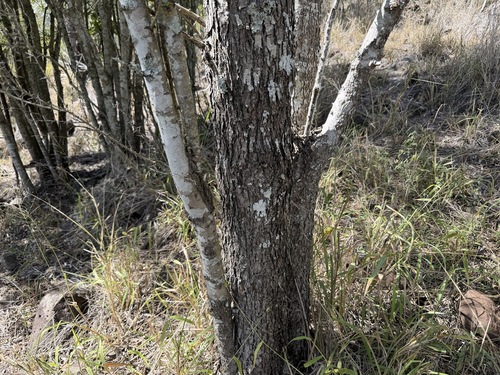 Bursaria incana observed 2026-08-14