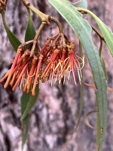 drooping mistletoe