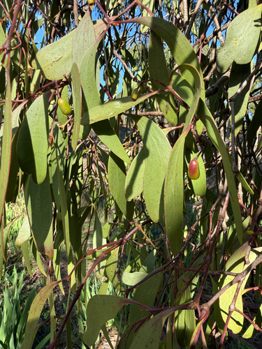 creeping mistletoe