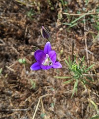 Brodiaea elegans elegans