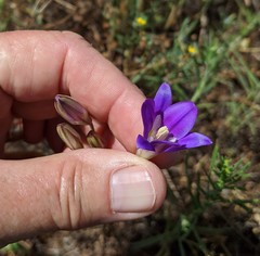 Brodiaea elegans elegans