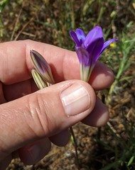 Brodiaea elegans elegans