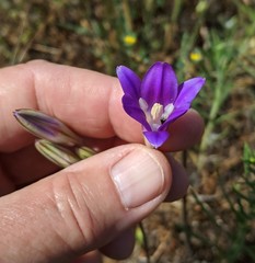 Brodiaea elegans elegans