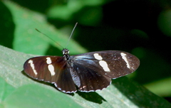 Heliconius sara magdalena