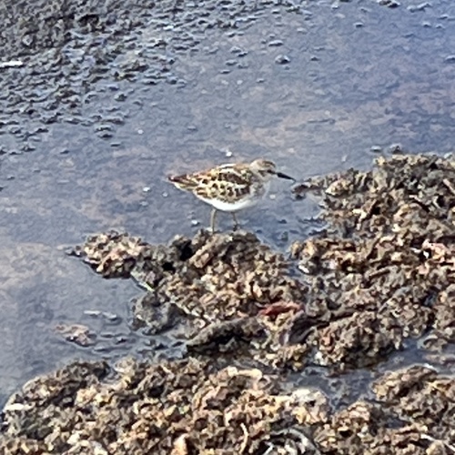 Least Sandpiper