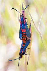 Synanthedon polygoni