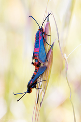 Synanthedon polygoni