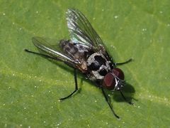 Anthomyia procellaris