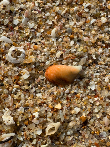 Septifer bilocularis observed 2026-08-16