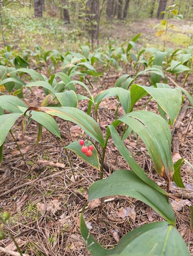 European lily of the valley