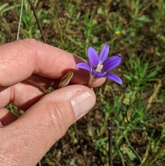 Brodiaea elegans elegans