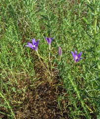 Brodiaea elegans elegans