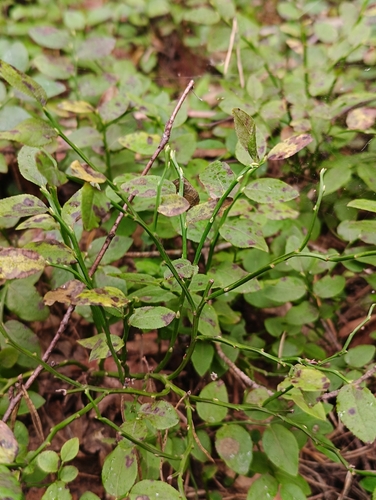common bilberry