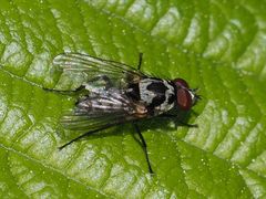 Anthomyia procellaris