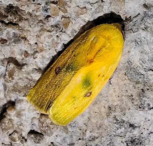Earias flavida