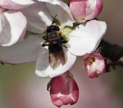 Andrena