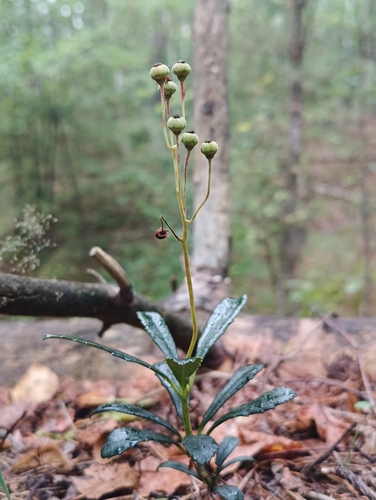 pipsissewa
