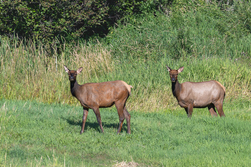 Wapiti