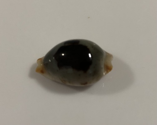 Bistolida brevidentata observed 2021-05-24