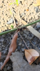 Trichiocercus sparshalli