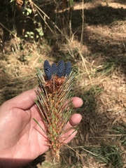 Pinus hartwegii