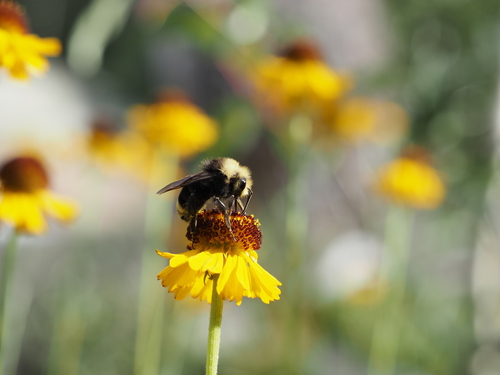 iNaturalist observation photo of Bumble Bees