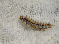 Melitaea didyma