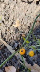 Trichiocercus sparshalli