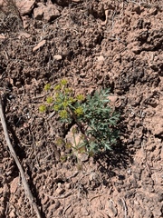 Cymopterus glomeratus