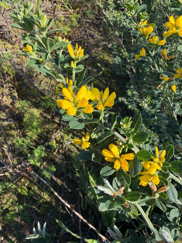 French broom