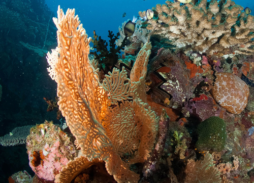 Giant Sea Fan