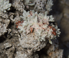 Eriogonum shockleyi, photograph (c) Spencer Hurt, some rights reserved (CC BY)