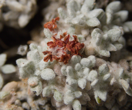 Eriogonum shockleyi, photograph 3