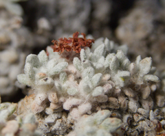 Eriogonum shockleyi, photograph (c) Spencer Hurt, some rights reserved (CC BY)