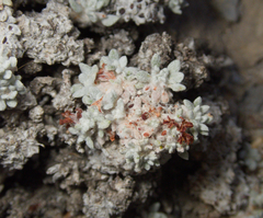 Eriogonum shockleyi, photograph (c) Spencer Hurt, some rights reserved (CC BY)