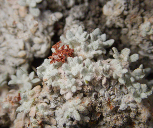 Eriogonum shockleyi, photograph 2