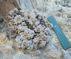 Eriogonum shockleyi