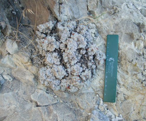 Eriogonum shockleyi, photograph 1