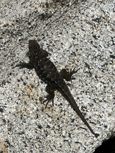 iNaturalist observation photo of Western Fence Lizard