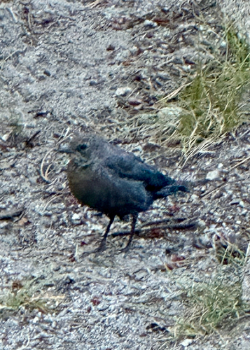 iNaturalist observation photo of Brewer's Blackbird