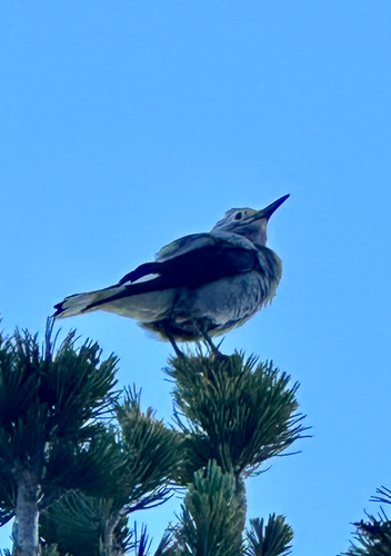 iNaturalist observation photo of Clark's Nutcracker